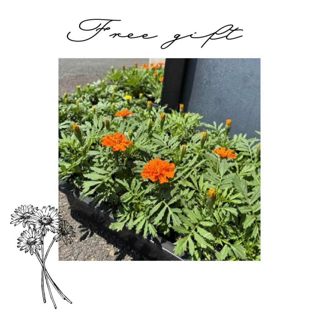 ご来場プレゼント🌷